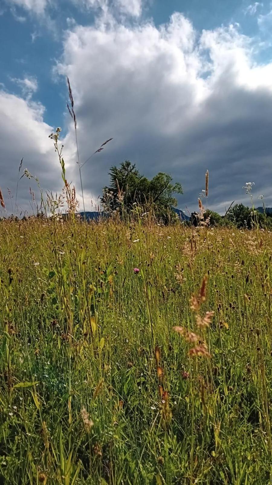 My Little Village Poiana Mărului 外观 照片